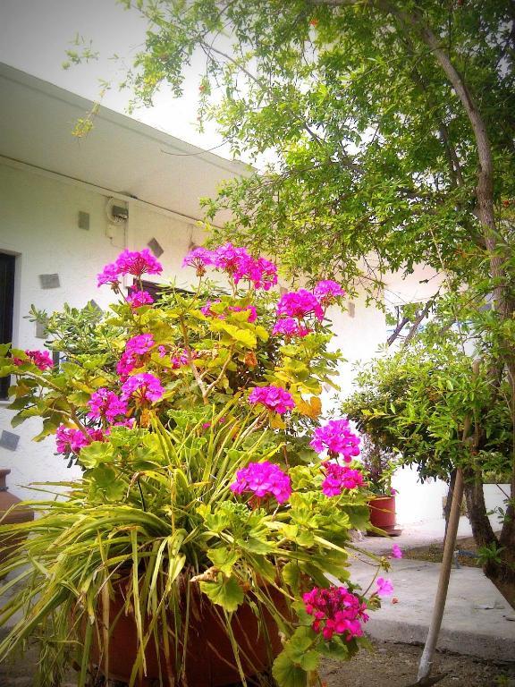 פליראקי Thalassa Studios מראה חיצוני תמונה