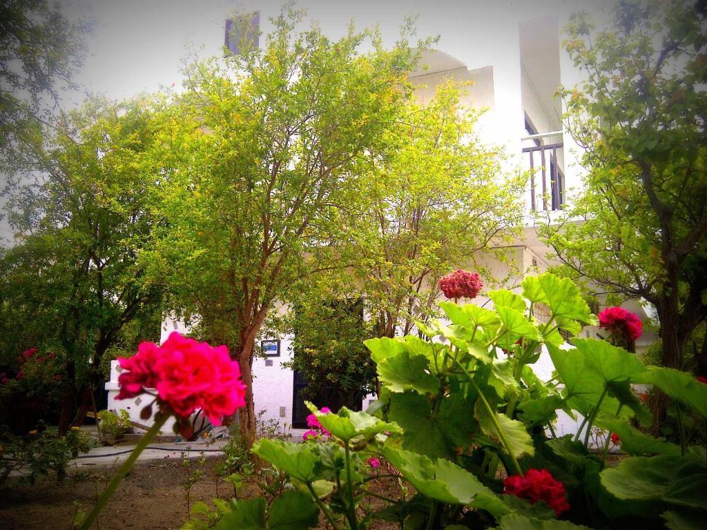 פליראקי Thalassa Studios מראה חיצוני תמונה